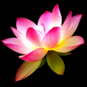 Healing Music (yoga, Reiki, Zen, ...) - Radio Caprice